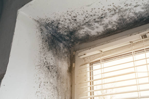 Trusted Crawl Space Mold Removal service in Reedsville, PA - Cheap Mold Removal