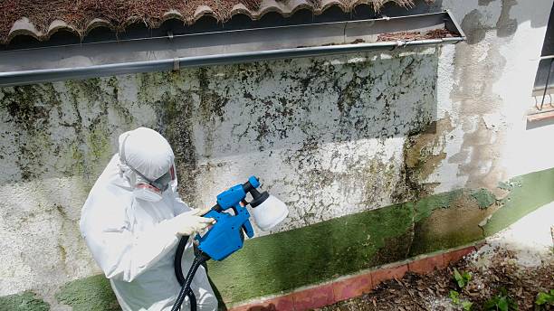 Top rated local Basement Mold Removal specialists in Reedsville, PA